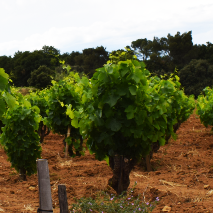 parcel el coeur Chateau Rayas